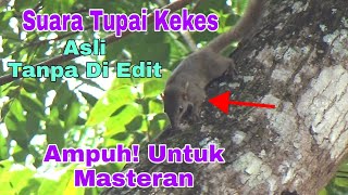 Download lagu Suara tupai kekes asli direkam langsung dari alam untuk masteran burung || Sangat ampuh || mp3 Download lagu Suara tupai kekes asli direkam langsung dari alam untuk masteran burung || Sangat ampuh || mp3