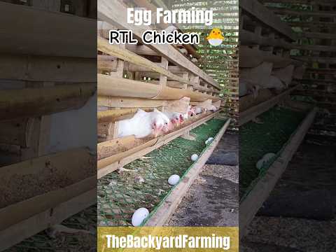 Egg Business | Ready-To-Lay Chicken | Poultry Business | The Backyard Farming