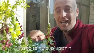 2 טיפים חשובים לגידול לוע הארי המלך של הגינה החורף