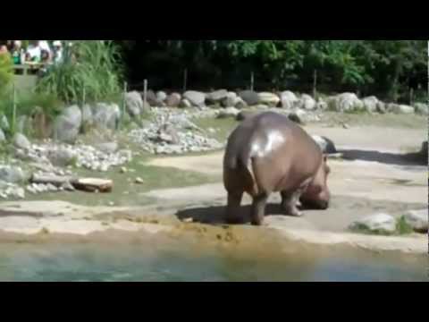 Mega pierd hipopotama