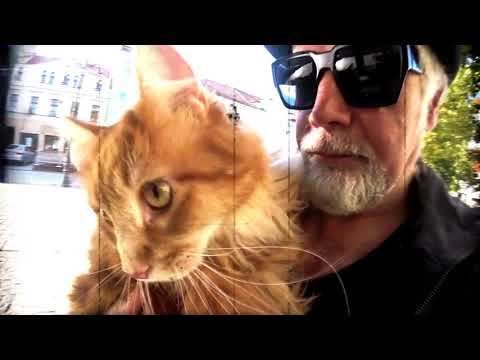 Czarno Czarni - Nie oddam kota