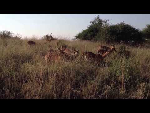 Grazing Impala