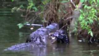 preview picture of video 'Gator eats gator'