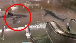 Shark Tank Breaks In Mall