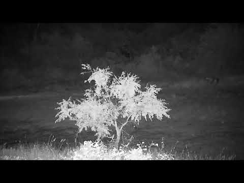 Djuma: Audio of Antelope being taken and Hyenas - 18:58 - 04/13/2022