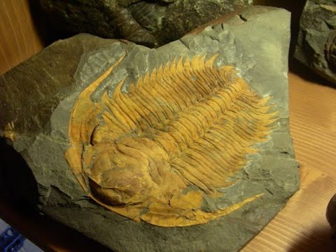 Mgr. Štěpán Rak, Ph. D. - Skryjsko - týřovické kambrium