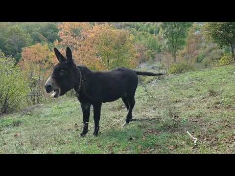 Donkey-Magarac