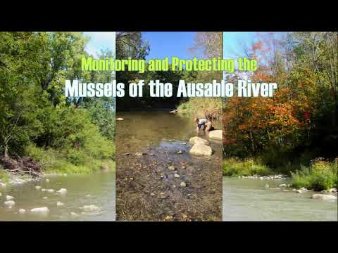 Monitoring and Protecting the Mussels of the Ausable River