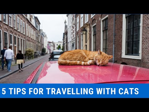How To Travel With your Cat in a Car?