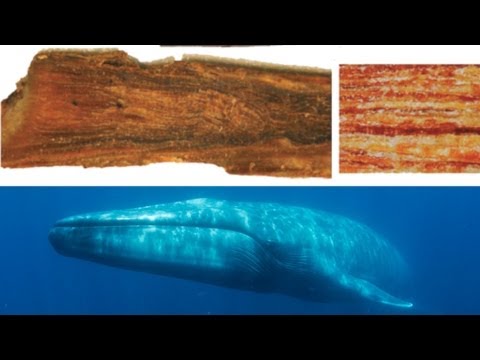 Like Tree Rings, A Whale's Ear Wax Tells its Personal History