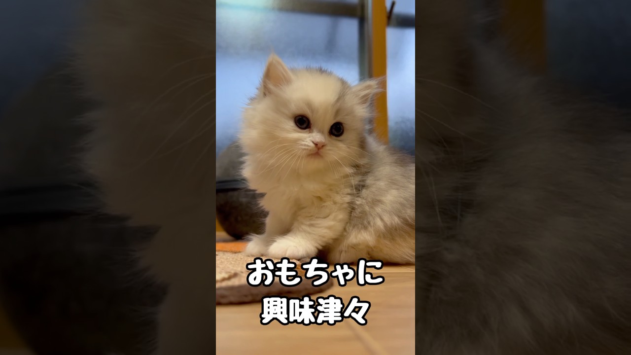 つい目で追ってしまう猫が可愛すぎる　#catshorts #cat #子ネコ #ミヌエット #好きな子猫