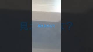 久々猫......