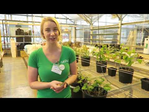 GROW 6 Nutrition Mission 2021