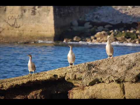 JORGE SEPULVEDA SANTANDER.wmv