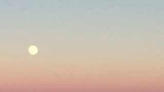 prima - moonrise kingdom.
