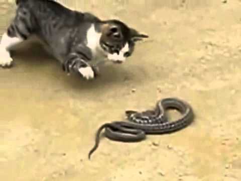 Котка VS. Змия