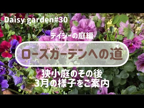 園芸 大きなデイジー