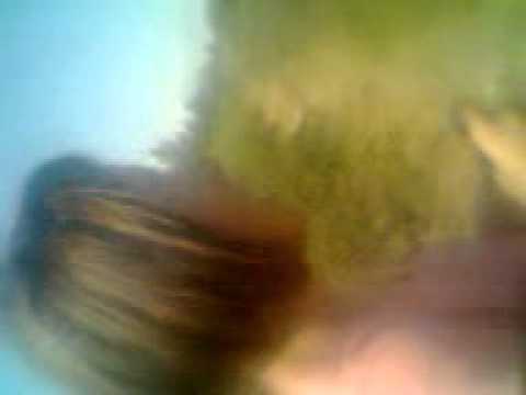 proastele cistiului de mures