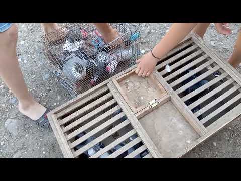 Primul antrenament cu porumbei pe 2022.