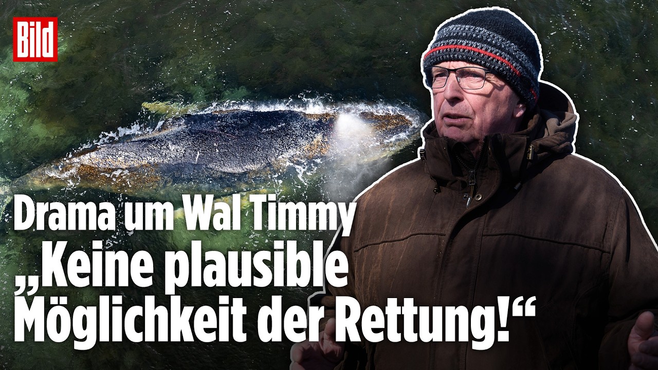 Wal Timmy: So geht es dem gestrandeten Buckelwal vor Insel Poel! Backhaus spricht von „reiner Qual“!