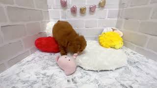 トイプードルの動画02