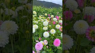 Download lagu Beautiful dahlia flowers.π ||#dahlias #dahliacollections #nature #flowers mp3 Download lagu Beautiful dahlia flowers.π ||#dahlias #dahliacollections #nature #flowers mp3
