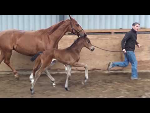 SOLD !!! *****  Hengstfohlen von Danzador - Scolari