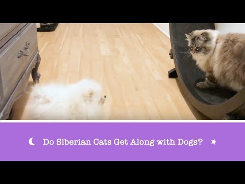 Do Siberian Cats Get Along with Dogs?