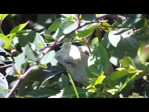 Grey foam-nest tree frog(!) at Djuma Waterhole