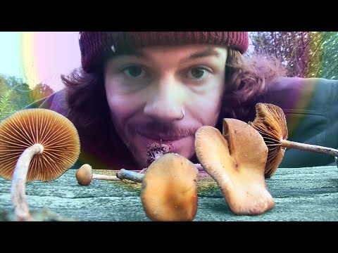 Wavy caps (Psilocybe cyanescens) - characteristics, ingredients, effects, risks [GER w/ ENG subs]