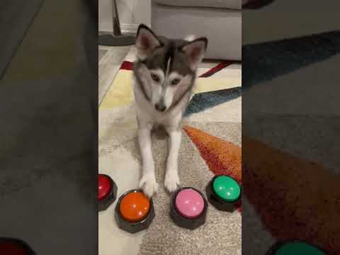 Sapphie the pomsky Q&A session