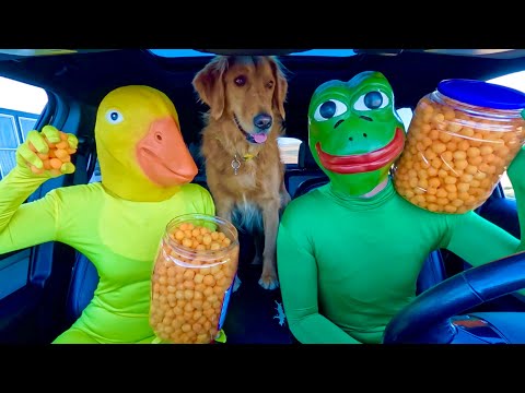 Patito de goma le roba un cachorro a una rana y a la policía en una persecución en coche