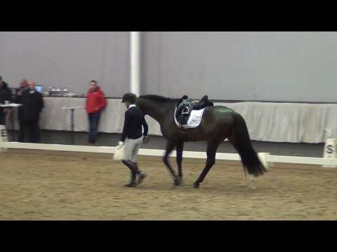 ESCAMILLO & Philipp Hess - Sporttest f. 4j. Dressurhengste