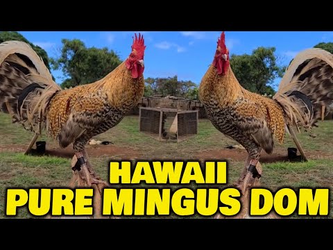 HAWAII Pure Mingus Dom Jap McRae ROBELLO FARM - Beautiful Birds