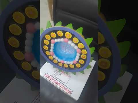 Herpes Simplex Virus MODEL