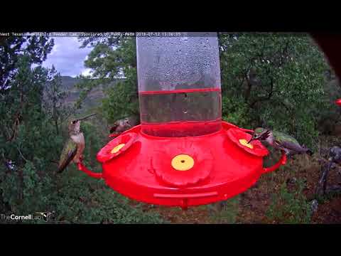 Calliope Hummingbird Takes A Sip In West Texas – July 12, 2018