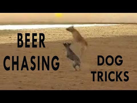 Tommie Turvey and his Beer Chasing Dog Maverick