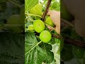Yummy Green Figs Best Taste #satisfying #shortsvideo