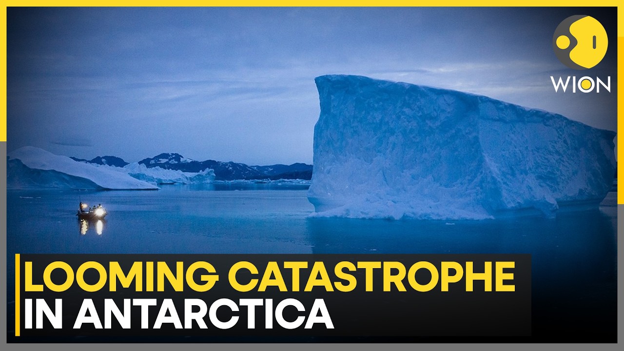 Antarctica Krill Crisis: Whales, Penguins at Risk as Record Catches Threaten Ecosystem | WION