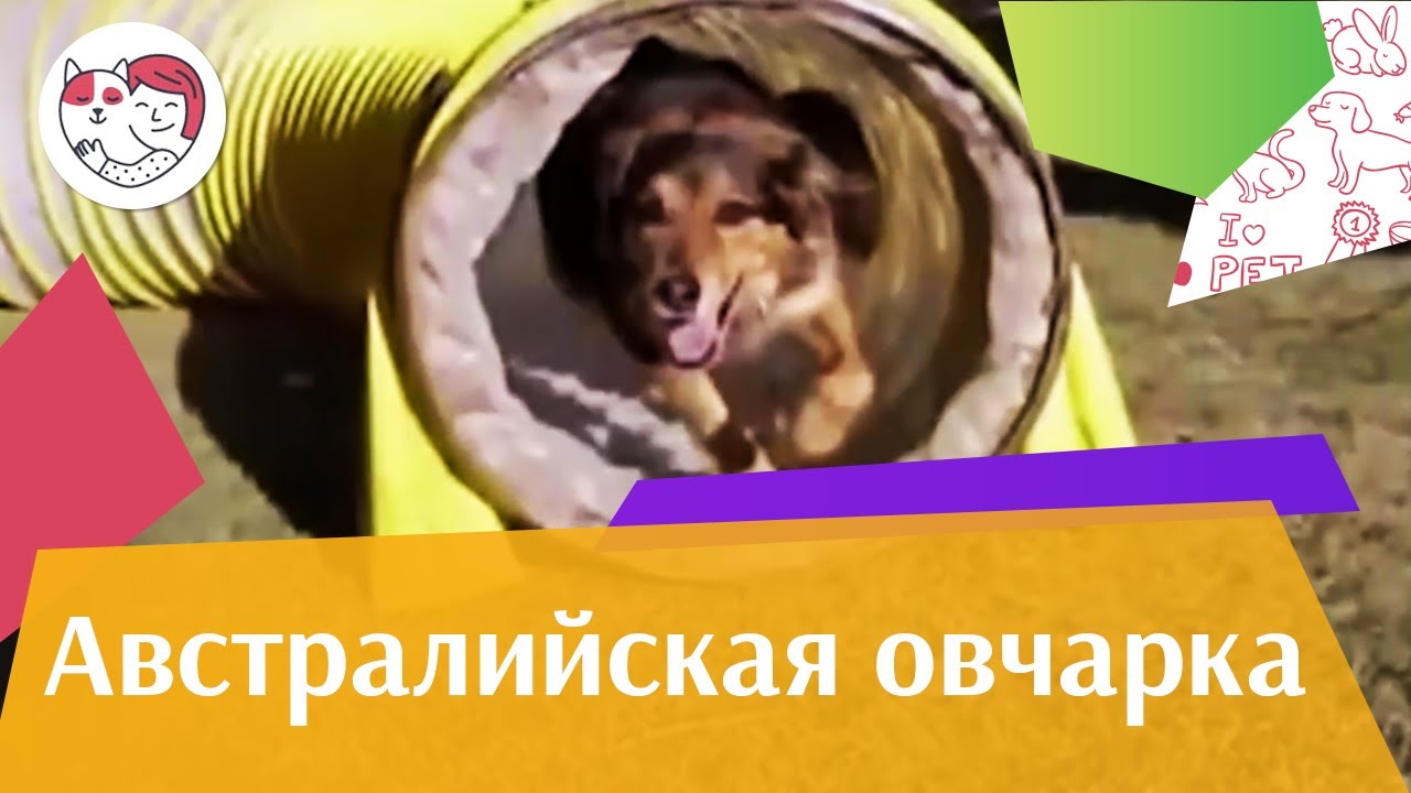 Австралийская овчарка Аусси Характер на iLikePet