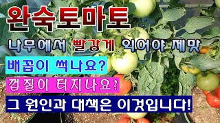 [텃밭농부 1,583]  나무에서 빨갛게 익은 완숙토마토의 맛이 최고. 배꼽이 썩나요? 껍질이 터지나요? 원…
