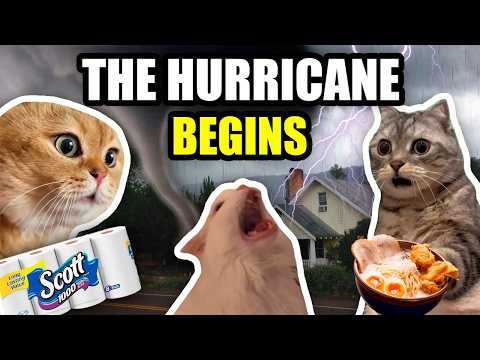 CAT MEMES: THE HURRICANE BEGINS