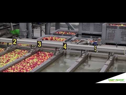 2023 - BELORTA (BELGIQUE) - Apple Presizing and Packing