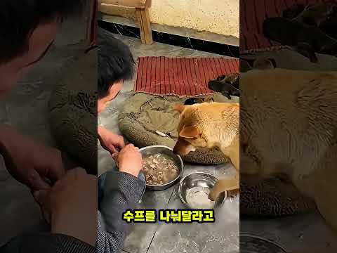 여기 출산한 어미 개 앞에 뜨끈한 닭고기 수프가 놓였습니다. 이 어미 개는 어떻게 할까요? #강아지 #동물 #반려동물