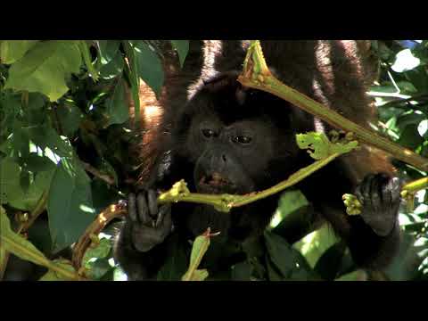 AGUAS TROPICALES  - Documental Naturaleza HD 1080p - Grandes Documentales