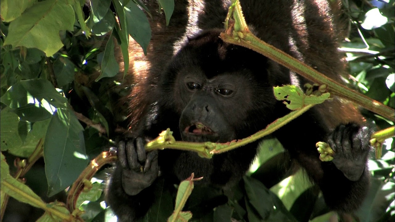 AGUAS TROPICALES  - Documental Naturaleza HD 1080p - Grandes Documentales