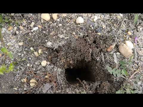 Termites Found Dining on Our Termite Monitors in Pine Beach, NJ