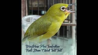 Download lagu Masteran Pleci Tembakan Kunti Brem Ciblek Tulit Tulitt mp3