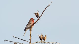 preview picture of video 'Birding Texas - Part IX -'