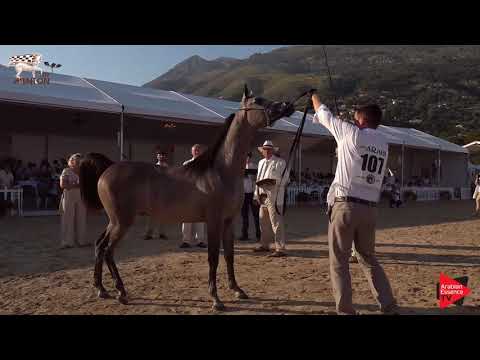 N.107 D NAYEL - Menton 2019